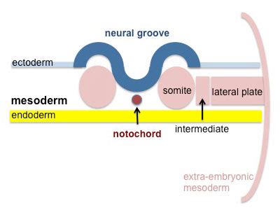 Lecture Mesoderm Development Embryology