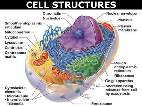 Anatomy And Biology