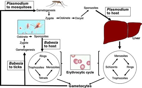 Exploring Babesiosis Transmission And Risk Factors Ask The Nurse Expert