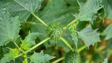 Datura Tatula Close-up Photo Stock Image - Image of poison, seed: 261246301