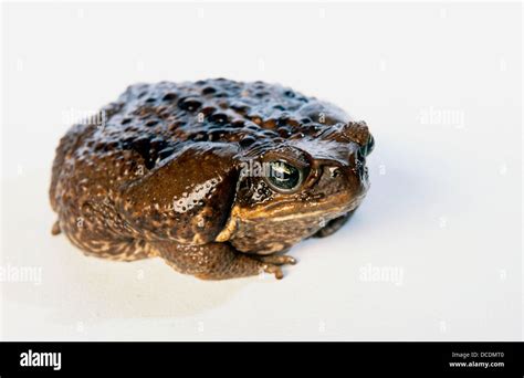 Cane Toad Bufo Marinus Stock Photo Alamy