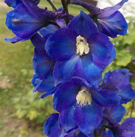 Delphinium Flowers Blue Free Photo On Pixabay Pixabay