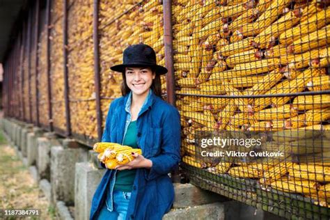 130 Cow Eating Corn Stock Photos, High-Res Pictures, and Images - Getty ...