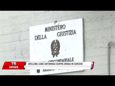 AVELLINO CANE ANTIDROGA SCOPRE DROGA IN CARCERE YouTube