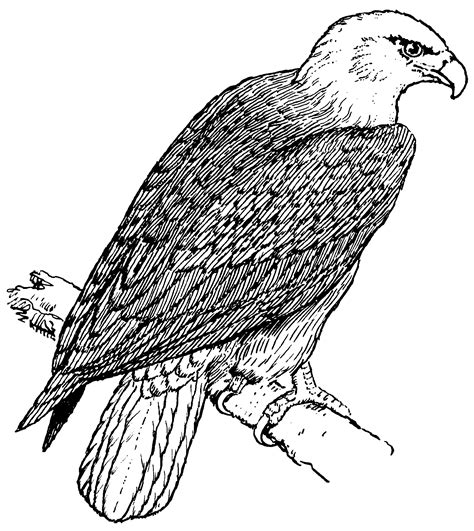 Free Printable Bald Eagle Coloring Pages For Kids