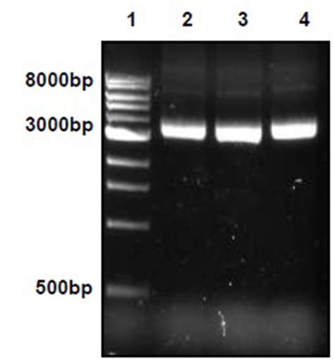 Standardization of DNA Residual Quantification Method of Vero Cell ...