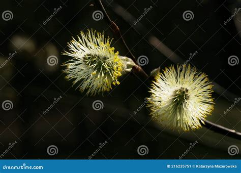 Pussy Willow The First Spring Source Of Pollen A Protein Food For Bees Stock Image Image Of