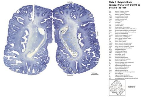 Atlas of the Brain of a Dolphin — Comparative Brain Anatomy