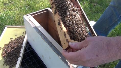 Beekeeping Hive Inspection 5 Days After Installing A Package Youtube