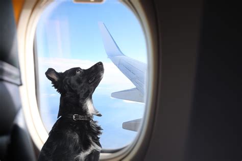 how to fly dogs