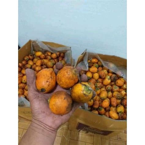 Jual Buah Pinang Tua Matang Dipohon Kg Buah Piang Jambe Tua Asli