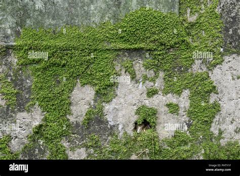 Mossy Wall In Hangdong Railroad Stock Photo Alamy