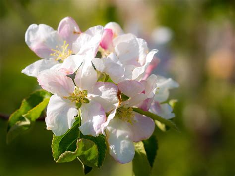 Flowers Across America A Visual Guide To Each States Official