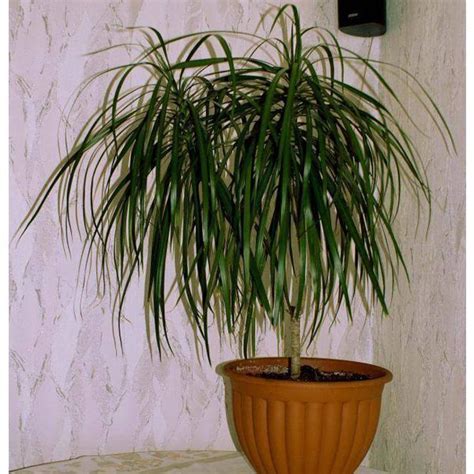 Купить Удобрение Biopon для юкки, драцены, пальмы Цена, фото, описание ...