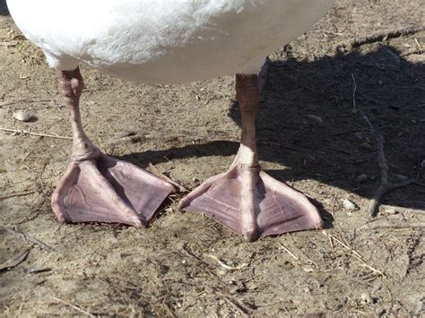 Ducks Have Webbed Feet Which Help Them Move Through Water