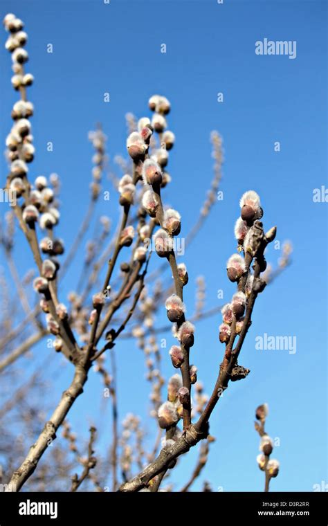 Pussy Willow Blossom Branch On Blue Sky Background Stock Photo Alamy