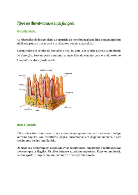 Solution Tipos De Membranas E Suas Fun Es Studypool