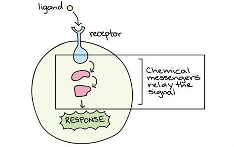 Intro To Chemical Signaling And Communication By Microbes Organismal