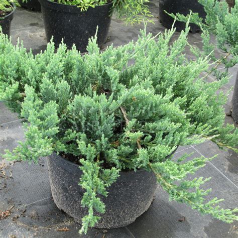 Можжевельник горизонтальный Блю Чип | горшок С3 купить во Владимире в ...