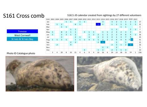 0 Press Release Heavily Pregnant Female S161 Crosscomb2 Cornwall Seal