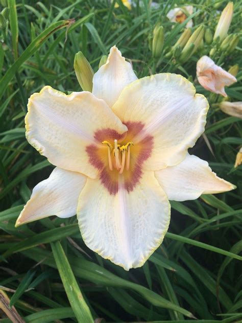 H Gay Cravat Ch Teau De Vullierens