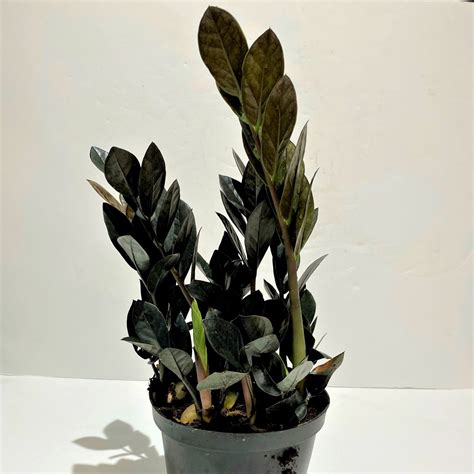 6" Raven ZZ Plant - Flowers Talk Tivoli
