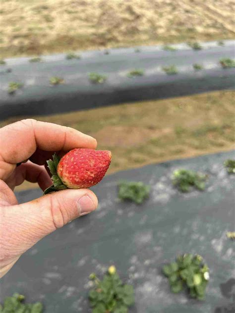 Warm weather prompts early undercover strawberries, but winter’s cold