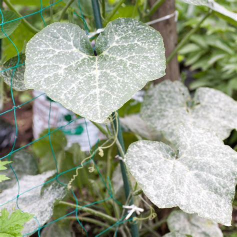 Powdery Mildew: An In-depth Look at Prevention and Management