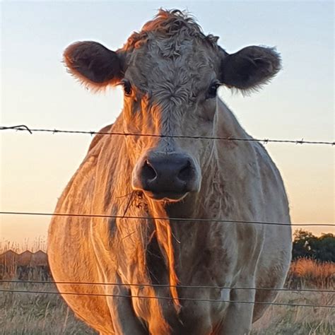 Naked Age Concert Tour History Concert Archives