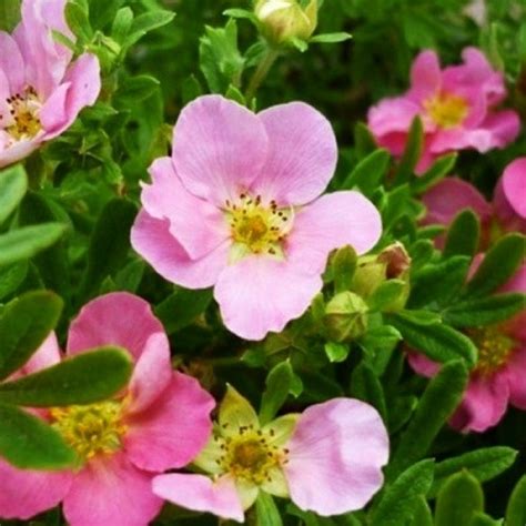 Лапчатка Lovely Pink🌷 - купить корневища и саженцы в горшках в Украине ...