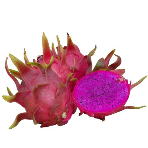 Muda de Pitaya Dark Star Polpa Roxa Pitayas MG Mudas Frutíferas e