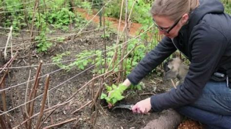 Quand Et Comment Repiquer Des Plants De Framboisiers En Pleine Terre