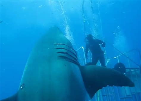 Largest Great White Ever Recorded Circles Divers in New Footage