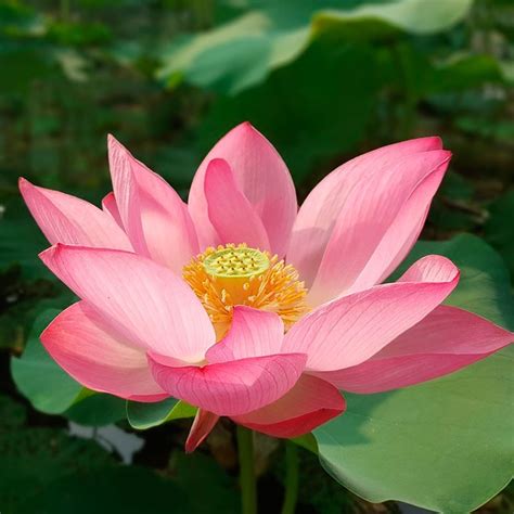 Semillas De Loto Sagrado De La India Nelumbo Nucifera Entresemillas