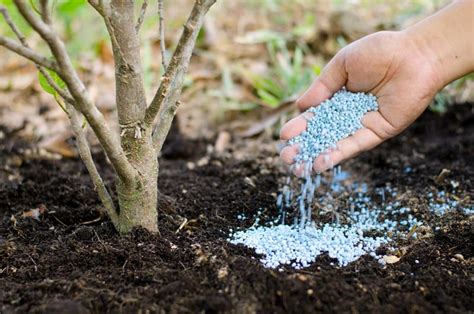 When And How To Fertilize Trees Trees Unlimited