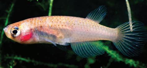 Pez Anual Peces De Trinidad · Inaturalist