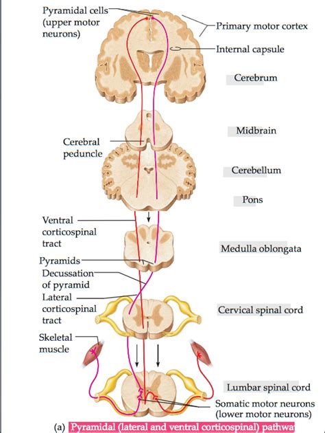 Lateral Corticospinal Tract Pathway