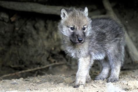 Cute Baby Wolf Wallpaper 58 Images
