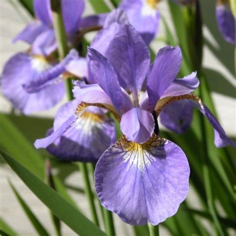 Перуника (перонига, крем, магарешки уши) :: Здравословно хранене и ...