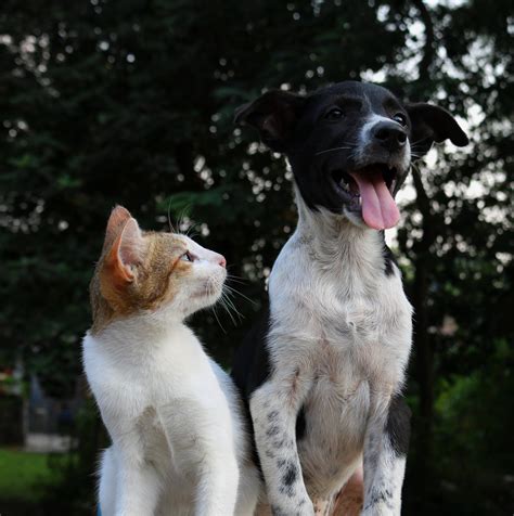 Como acostumar cães e gatos juntos