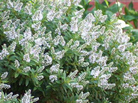 Evergreen Flowering Plants - Garden Plant