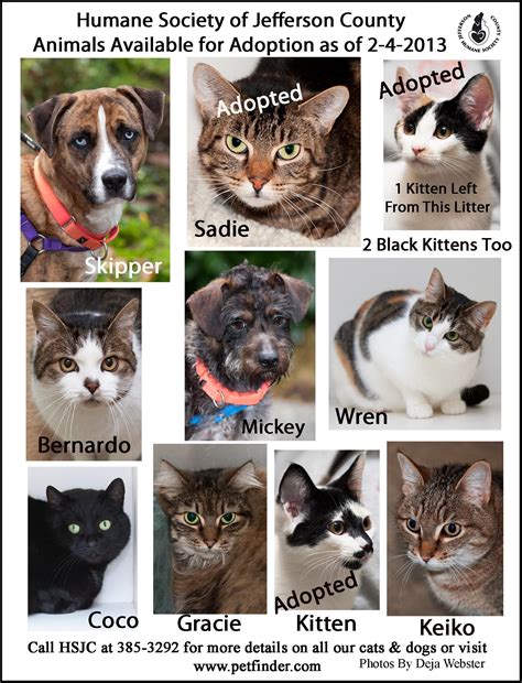 Humane Society Adoption Poster 2-4 | Humane society, Humane society