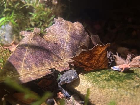 finished my african dwarf frog tank : r/Aquariums