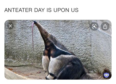 ANTEATER DAY IS UPON US | @the_derpy_anteater | Memes