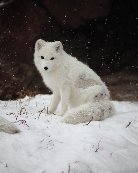 Arctic Fox Sitting In The Snow Brian Callahan All Flickr