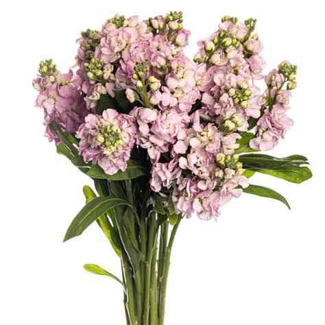 Rose Stocks Wholesale Toronto Bulk Flowers