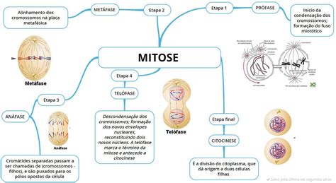 mapa mental mitose zuledu