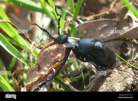 Violet Oil Beetle Meloe Violaceus Insecta Stock Photo Alamy