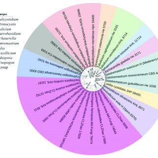 Maximum parsimony strict consensus tree illustrating the phylogeny of ...
