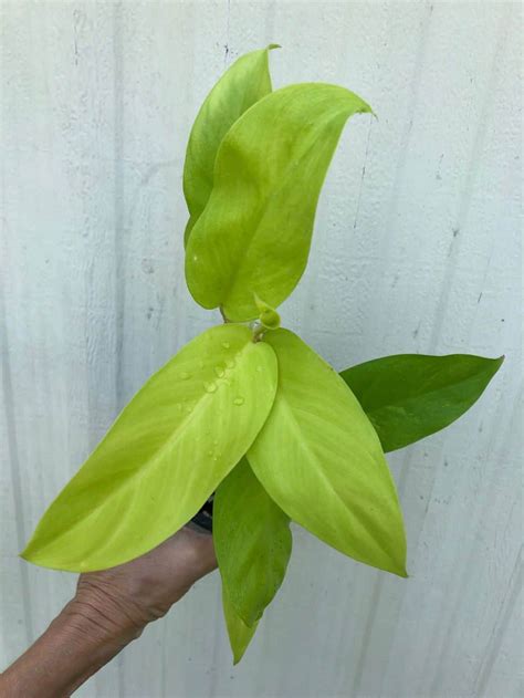 Live Philodendron Golden Goddess Lemon Lime Philodendron In 4 Pot